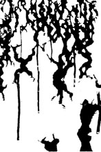 racines illustr.jpg (18063 octets)